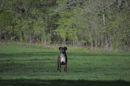 20250501_Dog park__DSC0036_.jpg