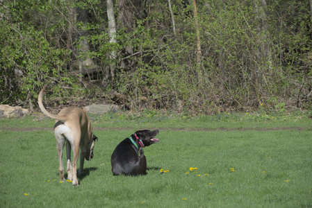 20250501_Dog park__DSC0040_.jpg