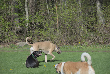 20250501_Dog park__DSC0041_.jpg