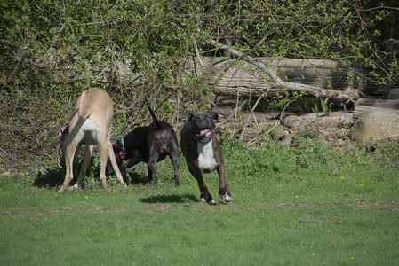 20250501_Dog park__DSC0042_.jpg
