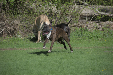 20250501_Dog park__DSC0045_.jpg