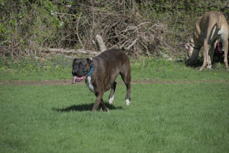 20250501_Dog park__DSC0048_.jpg