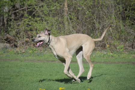 20250501_Dog park__DSC0053_.jpg