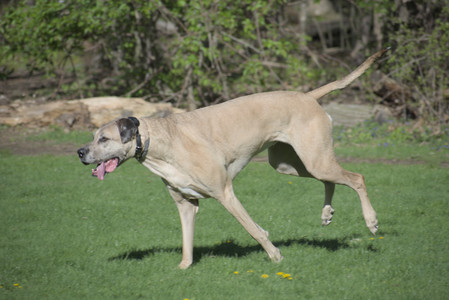 20250501_Dog park__DSC0055_.jpg