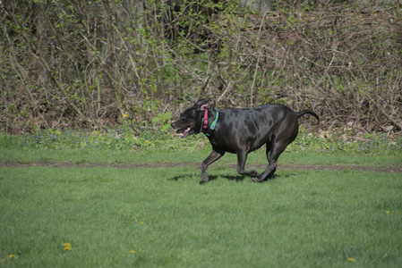 20250501_Dog park__DSC0057_.jpg