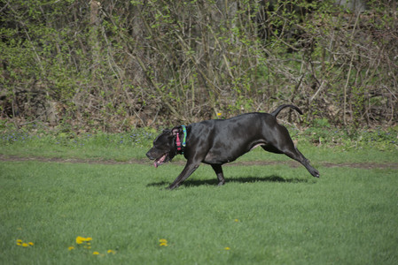 20250501_Dog park__DSC0058_.jpg