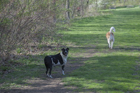 20250501_Dog park__DSC0071_.jpg
