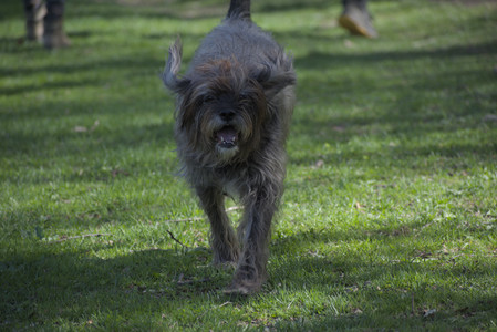20250501_Dog park__DSC0082_.jpg
