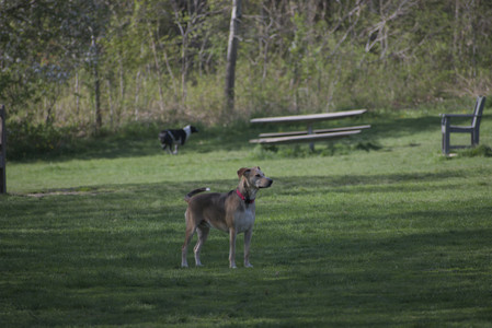 20250501_Dog park__DSC0091_.jpg