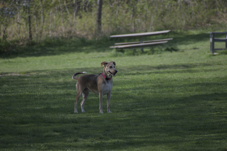 20250501_Dog park__DSC0094_.jpg