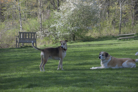 20250501_Dog park__DSC0095_.jpg