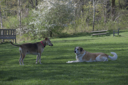 20250501_Dog park__DSC0096_.jpg