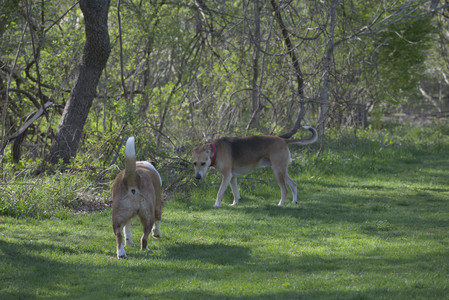 20250501_Dog park__DSC0097_.jpg