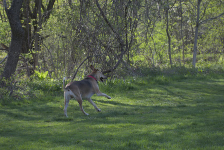 20250501_Dog park__DSC0102_.jpg