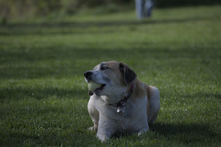20250501_Dog park__DSC0103_.jpg