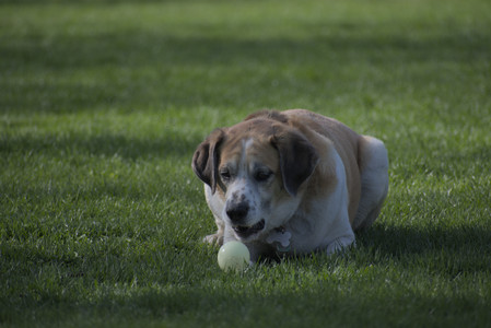 20250501_Dog park__DSC0108_.jpg