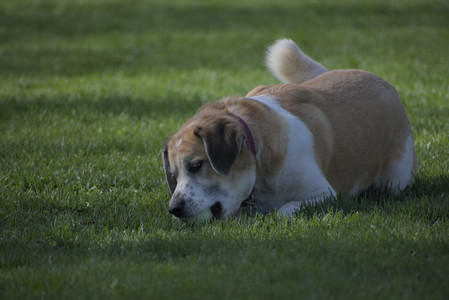 20250501_Dog park__DSC0109_.jpg