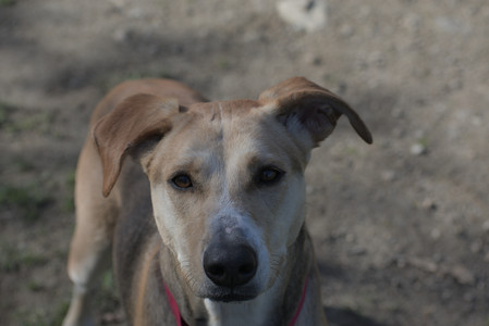 20250501_Dog park__DSC0130_.jpg