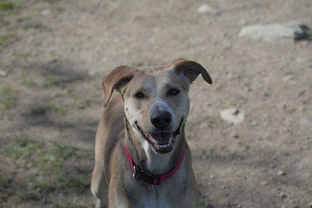 20250501_Dog park__DSC0136_.jpg