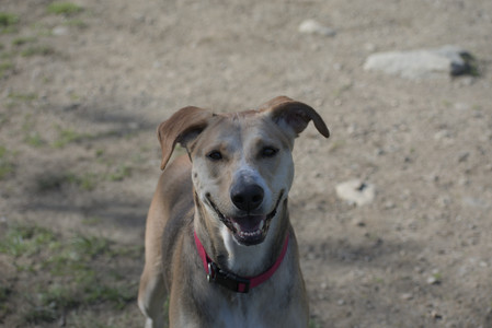 20250501_Dog park__DSC0139_.jpg