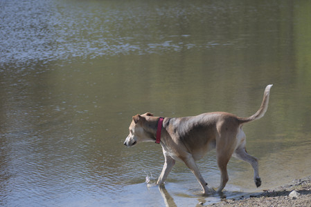 20250501_Dog park__DSC0145_.jpg