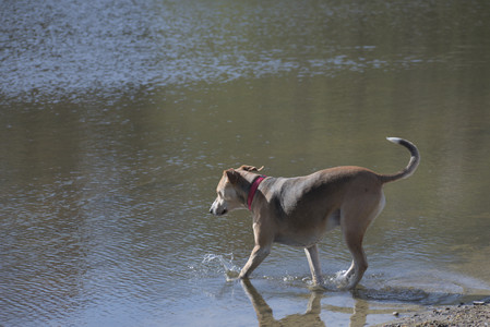 20250501_Dog park__DSC0147_.jpg