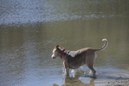20250501_Dog park__DSC0148_.jpg