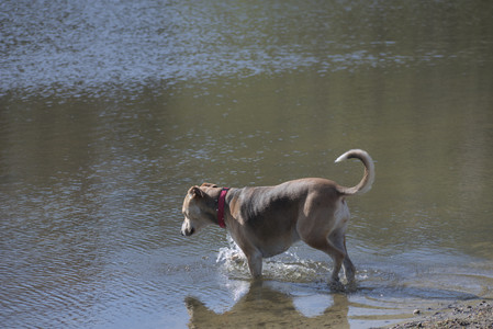 20250501_Dog park__DSC0149_.jpg