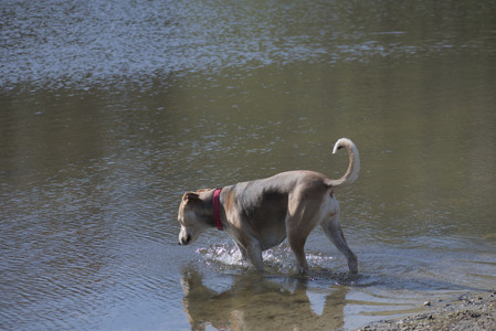 20250501_Dog park__DSC0150_.jpg