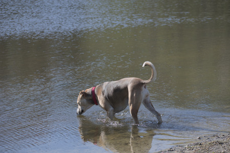 20250501_Dog park__DSC0151_.jpg