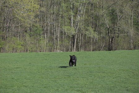 20250501_Dog park__DSC0160_.jpg