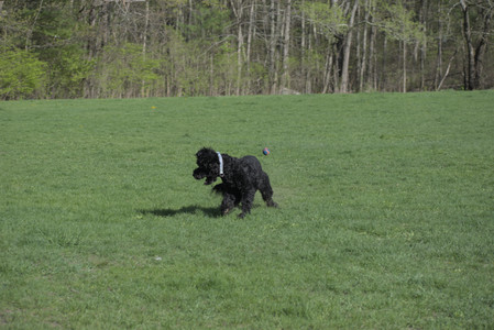 20250501_Dog park__DSC0161_.jpg