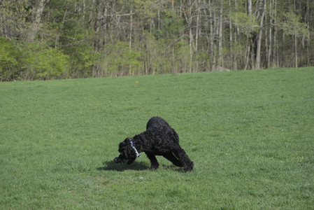 20250501_Dog park__DSC0162_.jpg