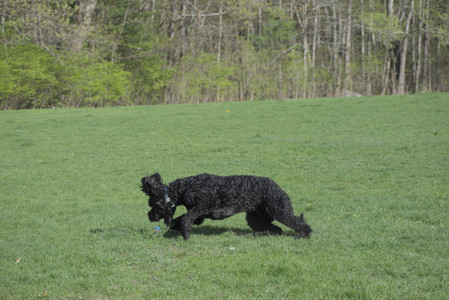 20250501_Dog park__DSC0163_.jpg
