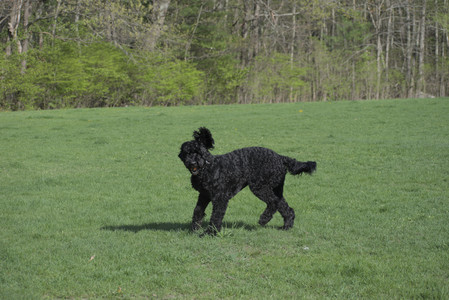 20250501_Dog park__DSC0164_.jpg