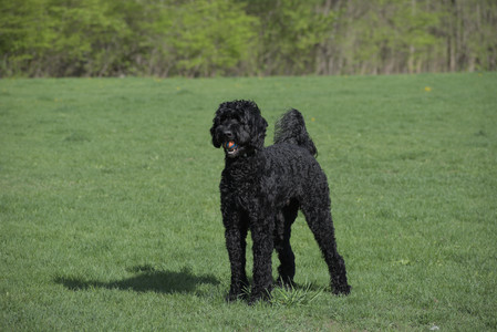 20250501_Dog park__DSC0167_.jpg