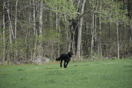 20250501_Dog park__DSC0174_.jpg