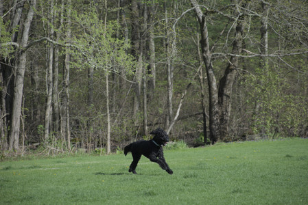 20250501_Dog park__DSC0179_.jpg