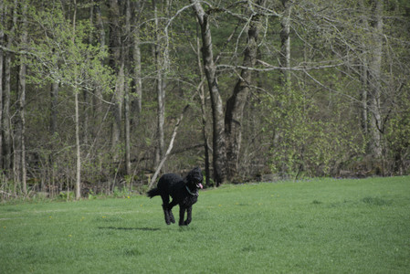 20250501_Dog park__DSC0180_.jpg