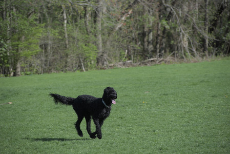 20250501_Dog park__DSC0184_.jpg
