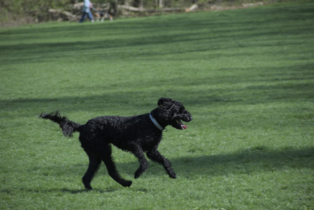 20250501_Dog park__DSC0187_.jpg