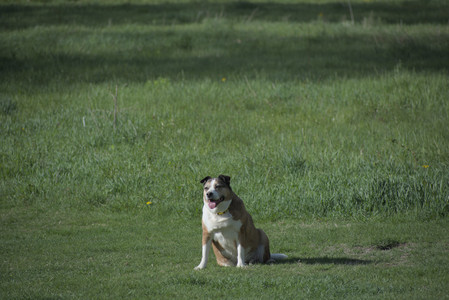 20250501_Dog park__DSC0188_.jpg