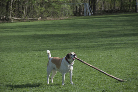20250501_Dog park__DSC0192_.jpg