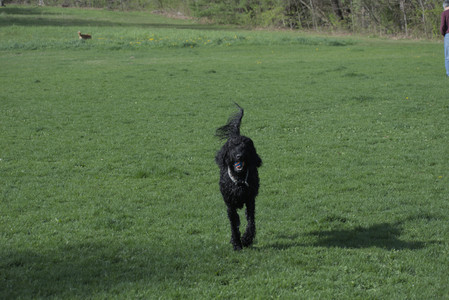 20250501_Dog park__DSC0205_.jpg