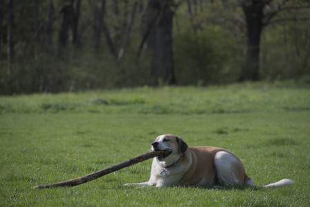 20250501_Dog park__DSC0219_.jpg