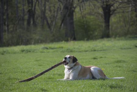 20250501_Dog park__DSC0227_.jpg