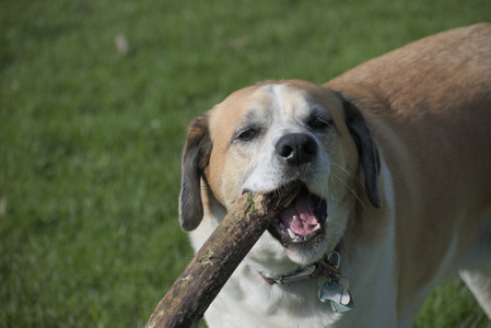 20250501_Dog park__DSC0228_.jpg