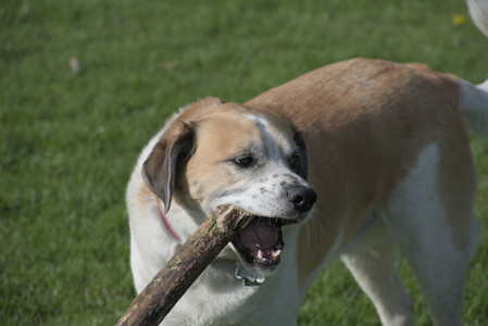 20250501_Dog park__DSC0230_.jpg