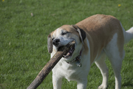 20250501_Dog park__DSC0231_.jpg