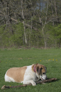 20250501_Dog park__DSC0234_.jpg